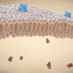 when the simcell membrane in the cell o scope