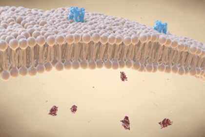 when the simcell membrane in the cell o scope