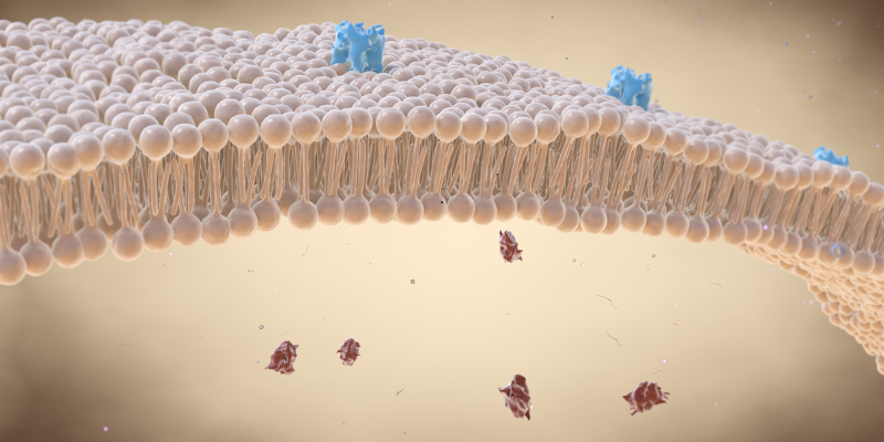 when the simcell membrane in the cell o scope